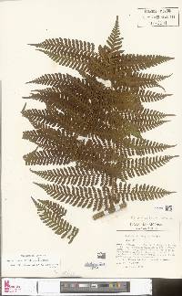 Megalastrum villosum image