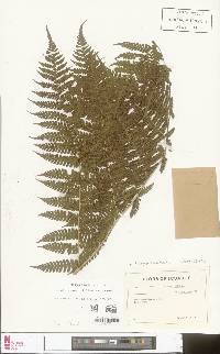 Image of Megalastrum praetermissum