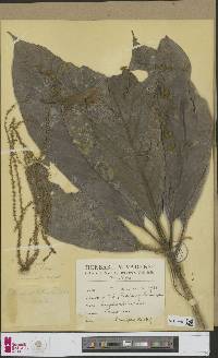 Pyrrosia macrocarpa image