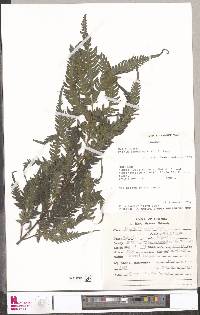 Pteris linearis image