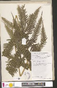 Pteris atrovirens image