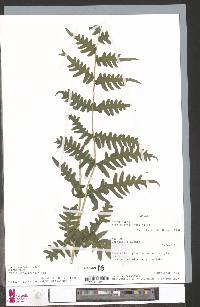 Pteris atrovirens image