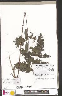 Pteris burtonii image