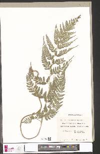 Pteris pallens image