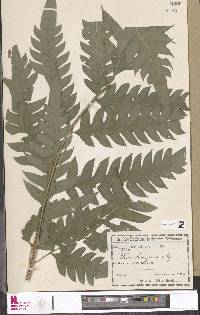 Pteris altissima image