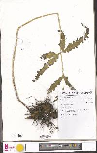 Pteris mildbraedii image