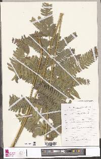 Pteris hamulosa image