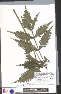 Pteris burtonii image