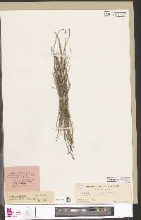 Schizaea pectinata image