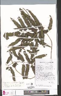 Lygodium smithianum image