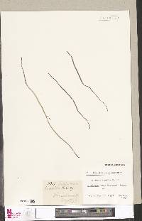 Image of Schizaea tenella