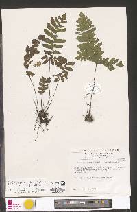 Triplophyllum securidiforme image