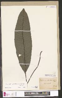 Dracoglossum plantagineum image