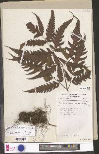 Tectaria fernandensis image