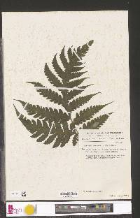 Tectaria coadunata image