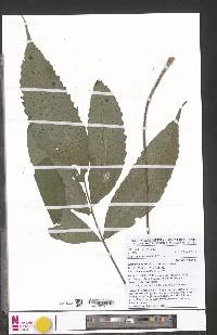 Triplophyllum varians subsp. varians image