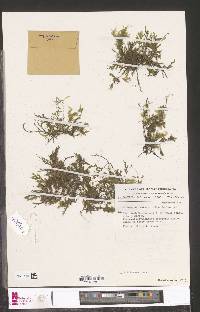 Crepidomanes melanotrichum image