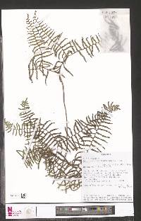 Gleichenia polypodioides image