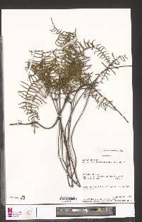 Gleichenia polypodioides image