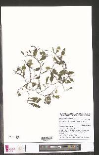 Didymoglossum chamaedrys image