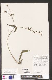 Dicranopteris linearis image