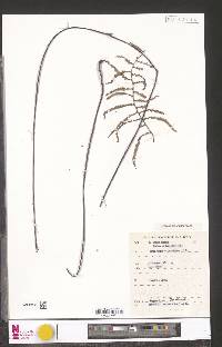 Gleichenia polypodioides image