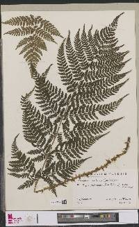 Dryopteris dilatata image