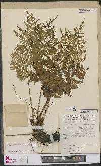 Dryopteris dilatata image