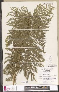 Dryopteris athamantica image