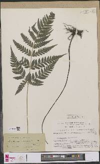 Lastreopsis decomposita image