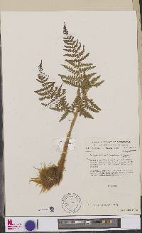 Dryopteris athamantica image