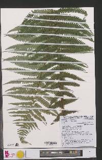 Dryopteris borreri image