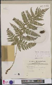 Dryopteris dilatata image