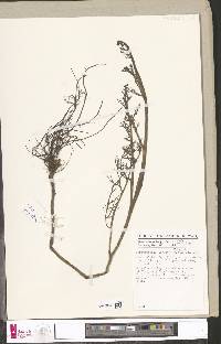 Ceratopteris cornuta image