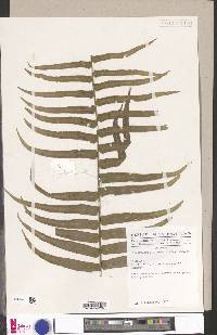 Nephrolepis biserrata image