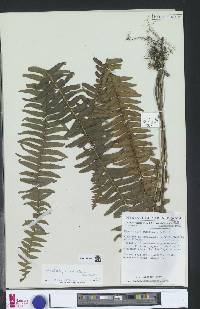 Nephrolepis cordifolia var. pumicicola image