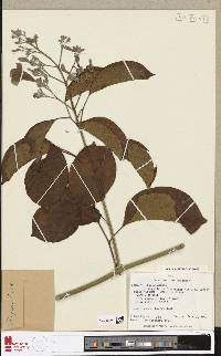 Image of Cuspidaria floribunda