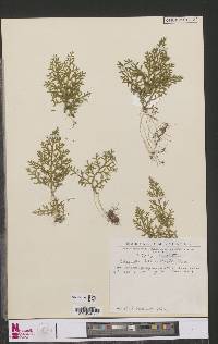 Image of Selaginella blepharophylla