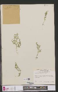 Selaginella goudotiana var. abyssinica image