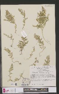 Selaginella goudotiana var. abyssinica image