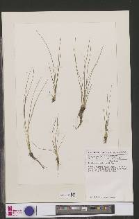 Isoetes abyssinica image