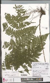 Triplophyllum gabonense image