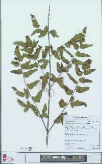 Pellaea viridis image