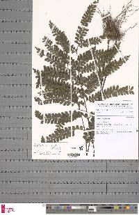 Adiantum vogelii image