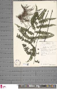 Adiantum vogelii image