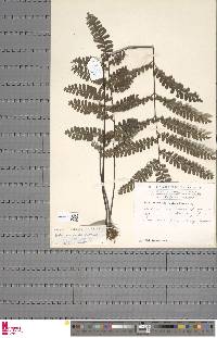 Adiantum vogelii image