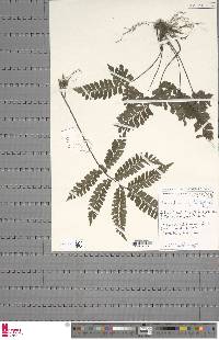 Adiantum vogelii image