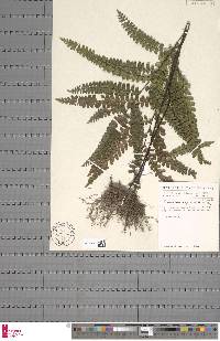 Adiantum vogelii image