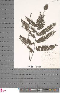 Adiantum vogelii image