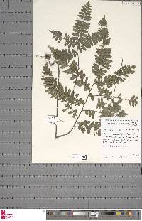 Adiantum vogelii image